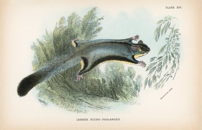 Lesser Flying-Phalanger od English School