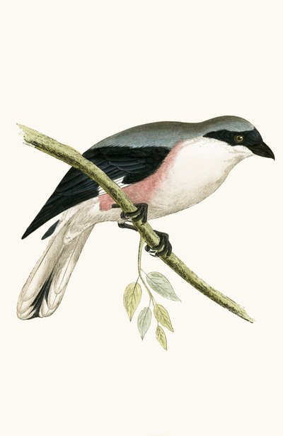 Lesser Grey Shrike, ilustrace z „Historie ptáků Evropy, která nebyla pozorována na Britských ostrovech“ od Charlese Roberta Bree (1811-86), vydáno 1867 od English School