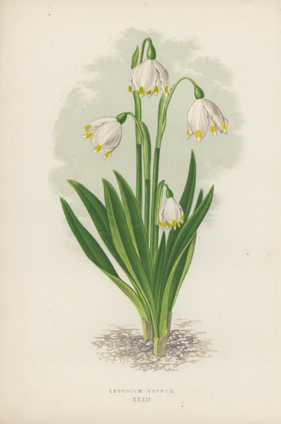 Leucojum Vernum (barva lito) od English School