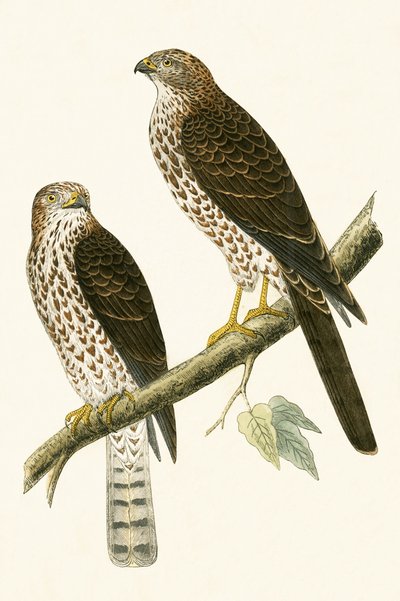 Levant Sparrow Hawk, ilustrace z „Historie ptáků Evropy nepozorovaných na Britských ostrovech“ od Charlese Roberta Bree (1811-86), vydáno 1867 od English School
