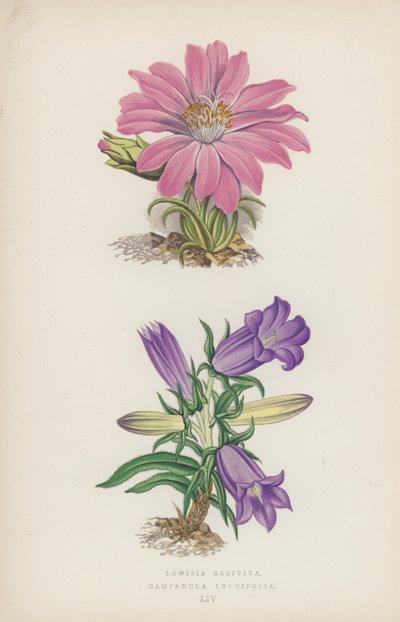 Lewisia Rediviva; Campanula Longifolia (barevná lito) od English School