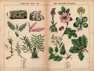 Lišejník, houba, řasa, mech, kapradina, tráva, palma, orchidej, růže, auricula, plamének a dub. , z „Poučné obrázkové knihy aneb lekce ze světa zeleniny“, [Charlotte Mary Yonge], Edinburgh od English School