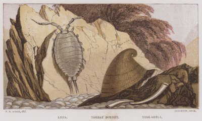 Ligia, Torbay Bonnet, Tusk-Shell (barevná litografie) od English School