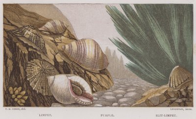 Limpet, Fialová, Slit-Limpet (barva lito) od English School