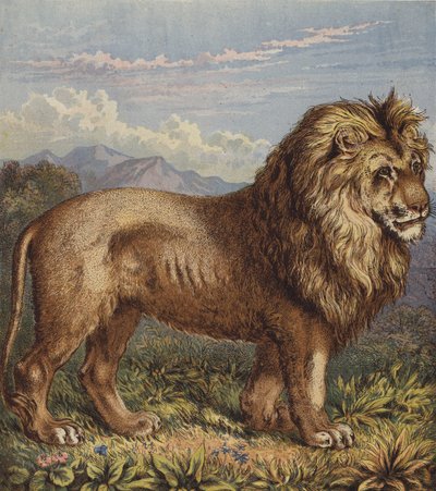 Lev (barva lito) od English School