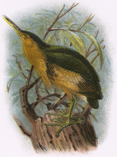 Malý Bittern od English School