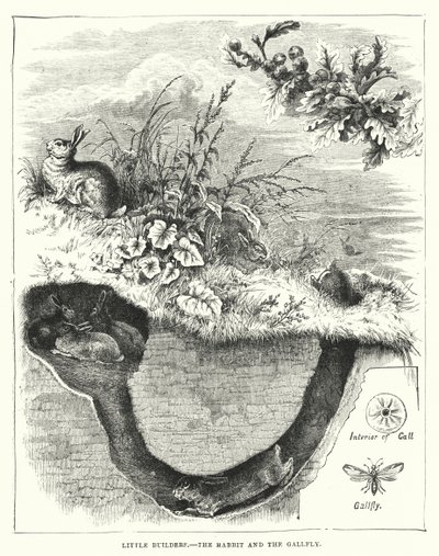 Kleine Baumeister, Der Hase und die Gallfliege von English School