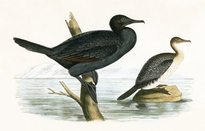 Malý kormorán, ilustrace z „Historie ptáků Evropy nepozorovaných na Britských ostrovech“ od Charlese Roberta Bree (1811-86), vydáno 1867 od English School