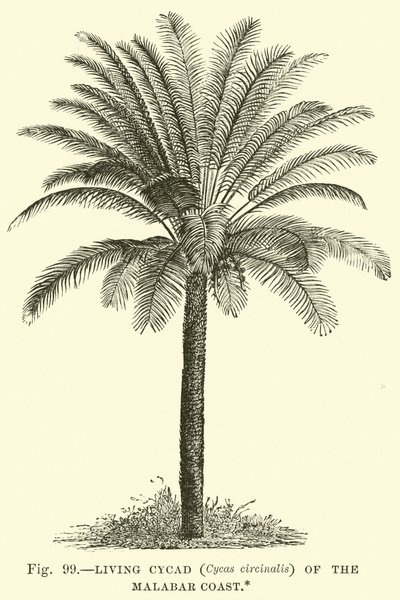 Žijící cykas (Cycas circinalis) z Malabarského pobřeží od English School