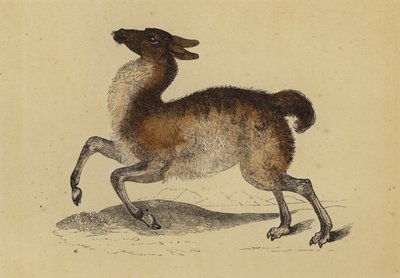Lama (barevná litografie) od English School