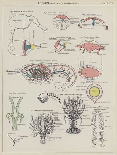 Humr, Homarus Vulgaris (barva lito) od English School