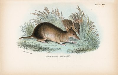 Bandicoot s dlouhým nosem od English School