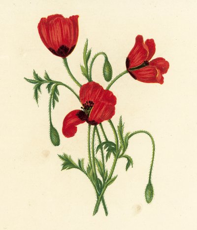 Mák dlouholistý, Papaver Argemone (barevná litografie) od English School