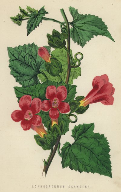Lophospermum Scandens (chromolit) od English School
