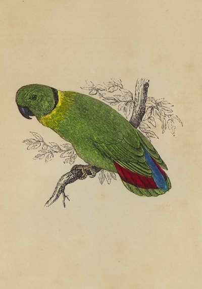 Love Bird (barva lito) od English School