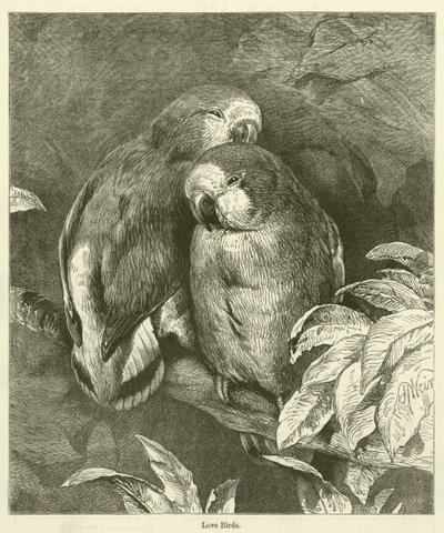Love Birds (rytina) od English School