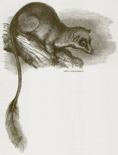 Lowes Ptilocercus, ilustrace z Cassells Natural History od English School
