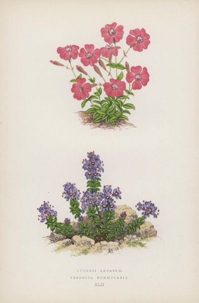 Lychnis Lagascae; Veronica Nummularia (barevné lito) od English School