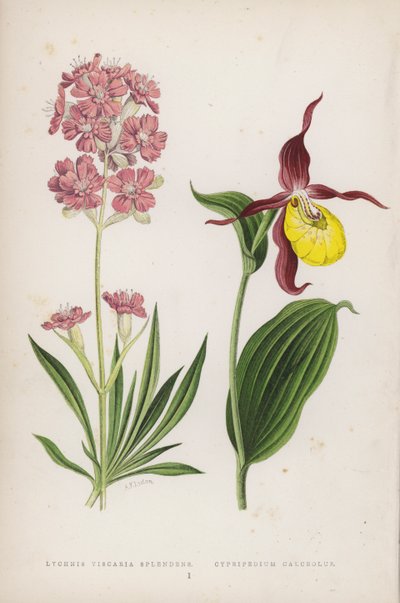 Lychnis Viscaria Splendens; pantofle (barva litho) od English School