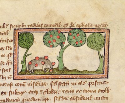 MS 379 f.13r Ježek sbírající jablka, detail z bestiáře, anglicky od English School