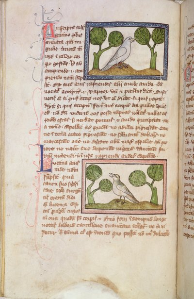 MS 379 f.22v Strana textu s bílým jestřábem a slavíkem, z bestiáře (pergamen) od English School