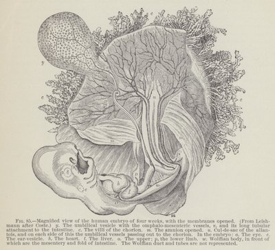 Zvětšený pohled na čtyřtýdenní lidské embryo s otevřenými membránami (rytina) od English School