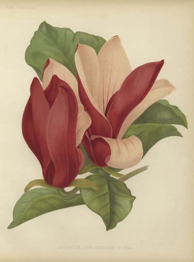 Magnolia soulangeana nigra od English School