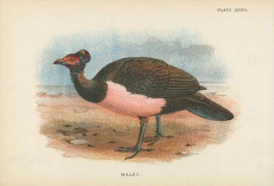 Maleo od English School