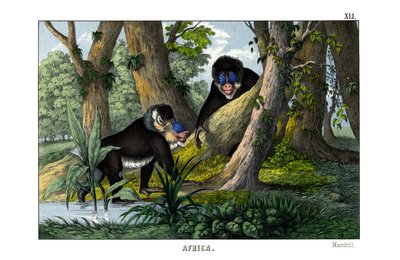 Mandrill od English School