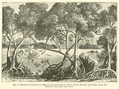 Mangrove (Rhizophora), ukazující adventivní kořeny, které podpírají strom poté, co původní kořen odumřel od English School