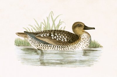 Mramorová kachna, ilustrace z „Historie ptáků Evropy nepozorovaných na Britských ostrovech“ od Charlese Roberta Bree (1811-86), vydáno 1867 (barevně lito) od English School