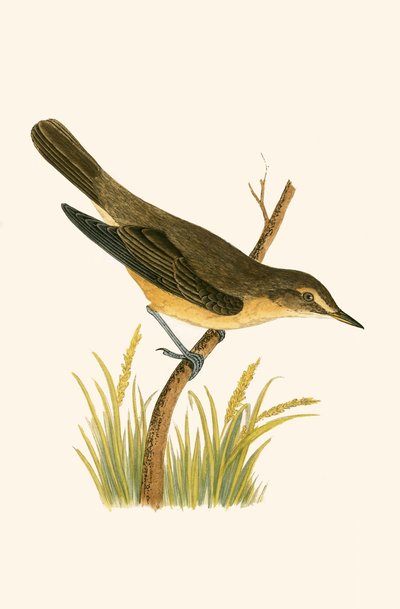 Marsh Warbler, ilustrace z „Historie ptáků Evropy nepozorovaných na Britských ostrovech“ od Charlese Roberta Bree (1811-86), vydáno 1867 od English School