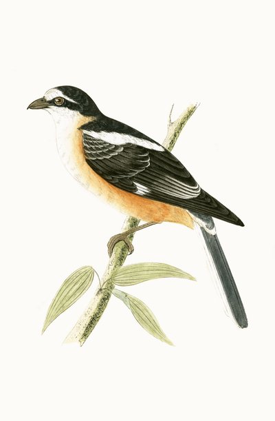 Masked Shrike, ilustrace z „Historie ptáků Evropy nepozorovaných na Britských ostrovech“ od Charlese Roberta Bree (1811-86), vydáno 1867 od English School
