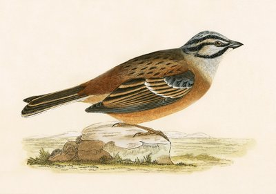 Strnad luční, ilustrace z „Historie ptáků Evropy nepozorovaných na Britských ostrovech“ od Charlese Roberta Bree (1811-86), vydáno 1867 od English School