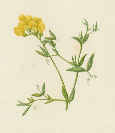 Vetching luční, Lathyrus Pratensis (barva lito) od English School