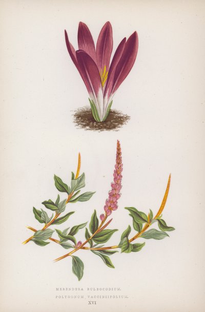 Merendera Bulbocodium; Polygonum Vaccinifolium (barevná litografie) od English School