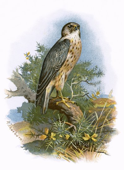 Merlin od English School