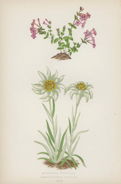 Micomeria Piperella; Leontopodium Alpinum (barevná litografie) od English School