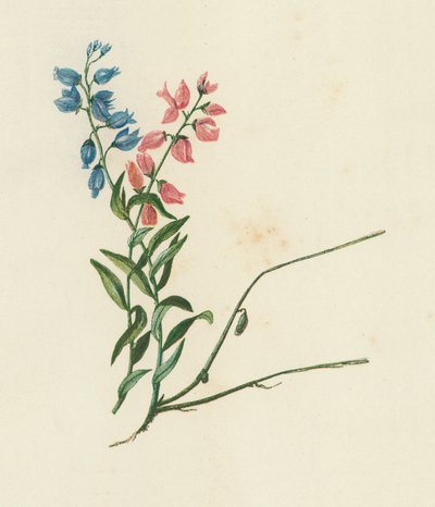 Mlékovec, Polygala Vulgaris (barevná litografie) od English School