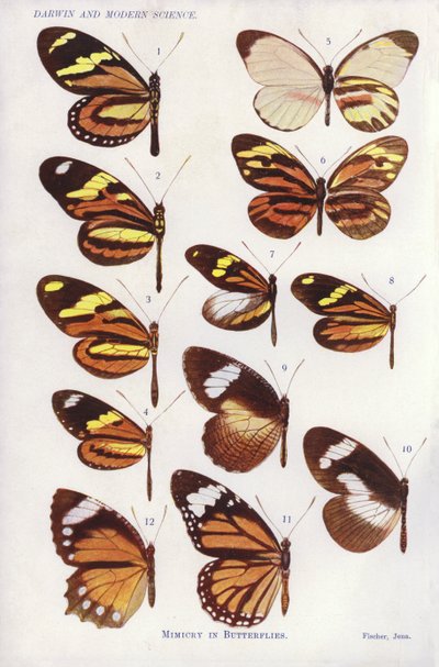Mimikry v motýlech (barva litho) od English School
