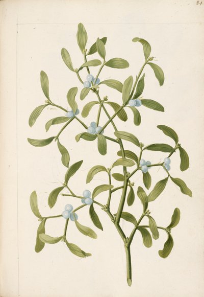 Jmelí. Hemiparazitická rostlina, cca 1664 (litho) od English School