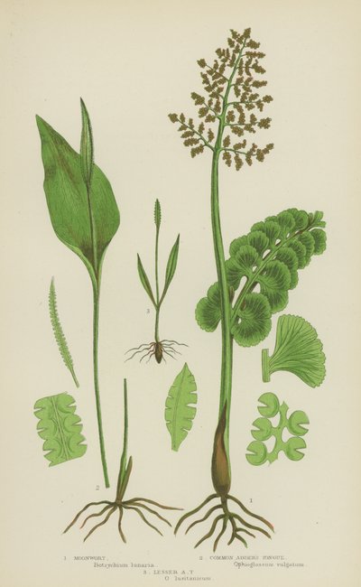 Měsíčnice, jazyk zmije, jazyk zmije (barva litho) od English School