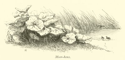 Moor-slepice od English School