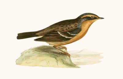 Mountain Accentor, ilustrace z „Historie ptáků Evropy nepozorovaných na Britských ostrovech“ od Charlese Roberta Bree (1811-86), vydáno 1867 od English School