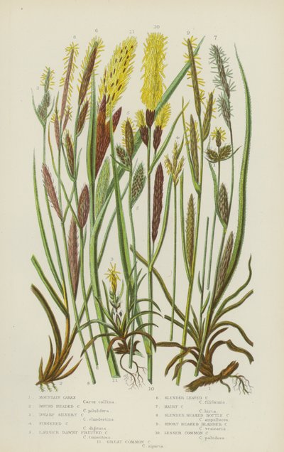 Carex horský, Carex kulatohlavý, Carex zakrslý, Carex prstnatý, Carex větší, Carex okrouhlolistý (barevná litografie) od English School