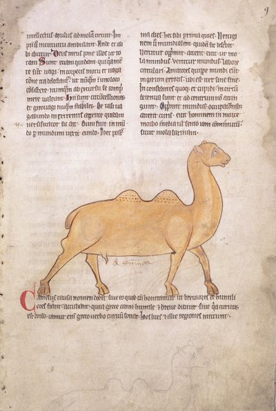 Ms.254 f.9r Velbloud z latinského bestiáře, angličtina, počátek 13. století (rukopis) od English School