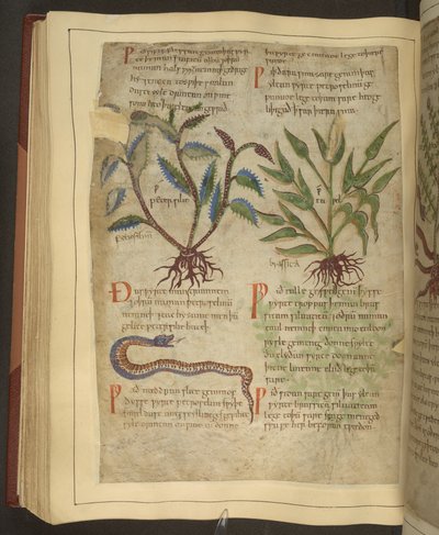 Paní Cotton Vitellius C.III fol.56v Ilustrace Petersilie, Cawel a Snake, ze staroanglické bylinky původně od Apuleia (123-80 AD), počátek 11. století (vellum) od English School