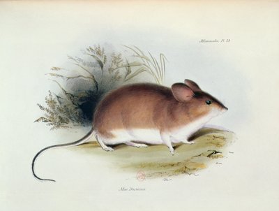 Mus Darwinii, ilustrace z The Zoology of the Voyage of H.M.S. Bígl, 1832-36, Charles Darwin (1809-92), 1840 od English School