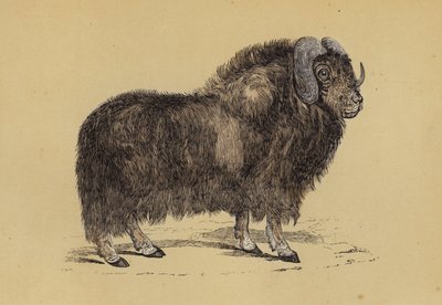 Pižmoň (barva litho) od English School