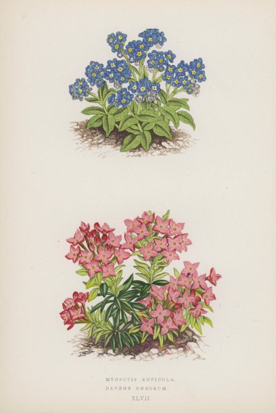 Myosotis Rupicola; Daphne Cneorum (barevná litografie) od English School